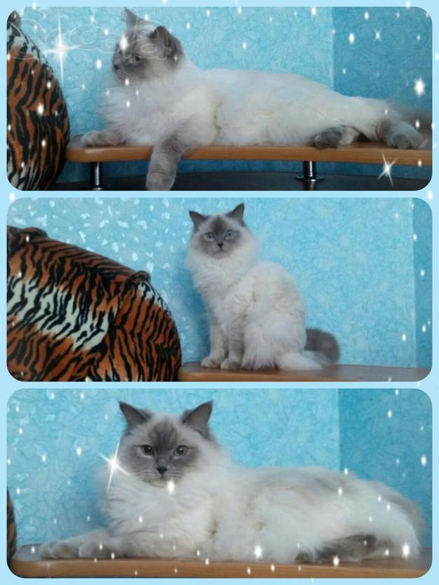 Кошка-кукла (Ragdoll).